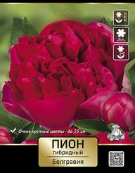 Корневище Пион молочноцветковый Белгравия 1шт
