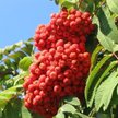 Рябина Невежинская сорт среднеранний,плоды красные