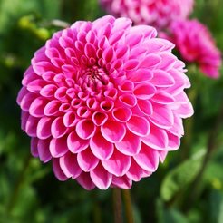 Клубень Георгина шаровидная Сандра 1шт