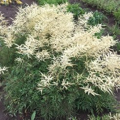 Волжанка двудомная Кнеффи С2