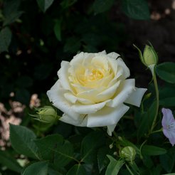 Роза плетистая Эльф (в тубе) 