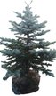 Ель колючая Glauca Misty Blue h120-140см (сетка с комом)