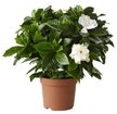 Гардения Jasminoides d10 h25