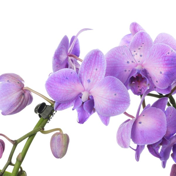Орхидея фаленопсис зеркало 2рр (крашеный) d12 h45-50
