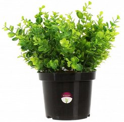 Растение искусственное в горшке Эвкалипт Лозанно 17см