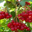 Саженец Калина плодовая Соузга С2 Н40