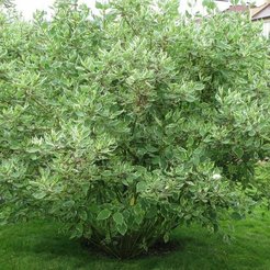 Дерен белый Sibirica Р9