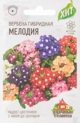 Семена Вербена Мелодия гибридная 0,05г