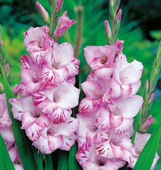 Луковица Гладиолус Май Лов 5шт