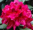 Рододендрон Нова Зембла С5 30-40