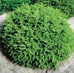 Ель обыкновенная Nidiformis C2 h20-25см Польша