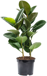 Фикус Эластика Микс D15 H45