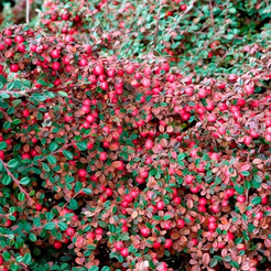 Кизильник Даммера С3 h50см