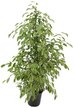 Фикус бенджамина - Экзотика d27 h150