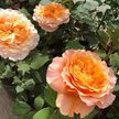 Роза чайно-гибридная Каралуна C3