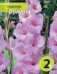Луковица Гладиолус Орлеанс 2шт