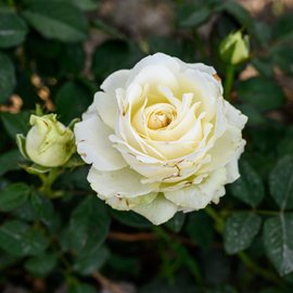 Роза чайно-гибридная Прауд (в тубе) 452262 купить с доставкой в ...