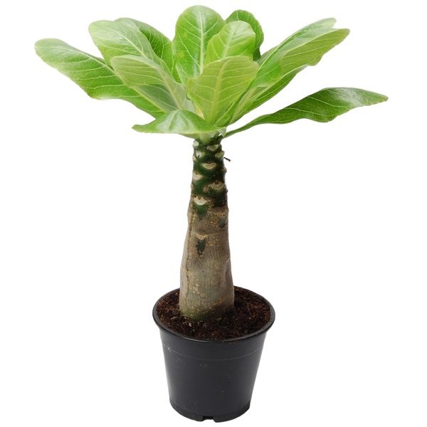 Растение Бригамия Vulcan Palm d13 h45