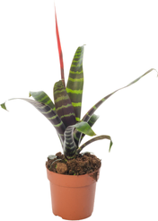 Вриезия Спленриет d12