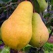 Саженец Груша Видная C7 h100-120см