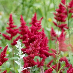 Астильба Фанал С2