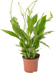 Спатифиллум Шопен d9 h30