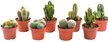 Кактус Mixed Cites d5,5 h15