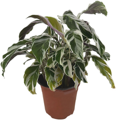 Калатея Фьюжн Вайт d12