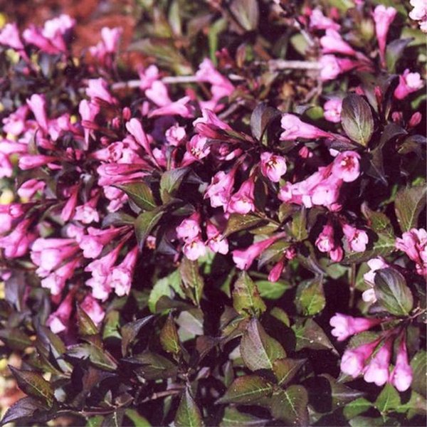 Вейгела цветущая Нана Пурпуреа С2 30-40