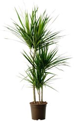 Драцена Варнески h140 d24