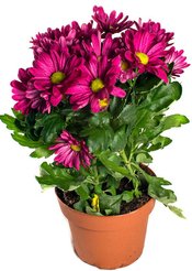 Хризантема Бриз микс d13 h30 