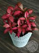Фиттония Pink forest flame h10