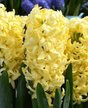 Луковица Гиацинт Йеллоу стоун (3шт)