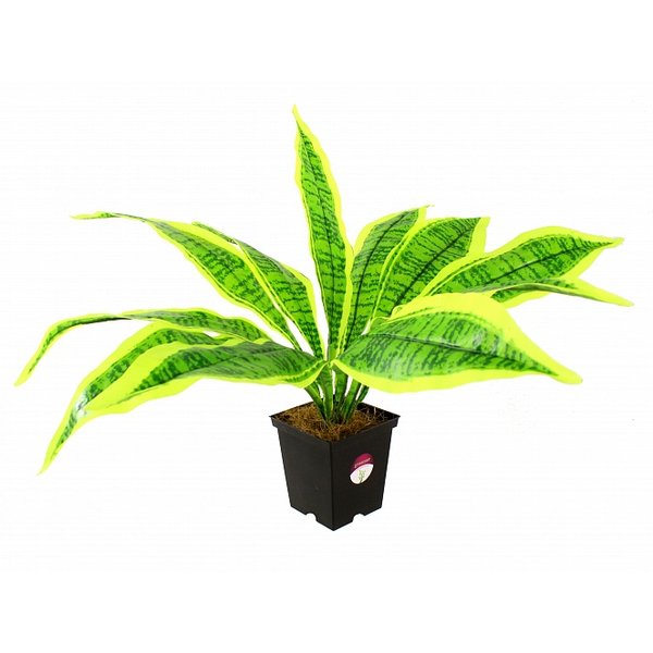 Растение искусственное Драцена Тайгер h40см
