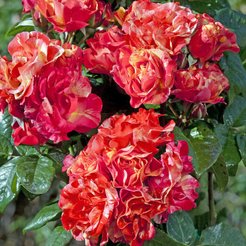 Роза шраб Prime Time C3