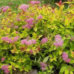 Спирея японская Little Princess Р9