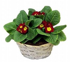 Примула в кашпо d16 3 шт 