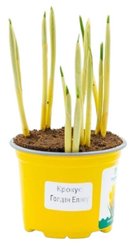 Крокус d10 5 лук