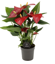 Антуриум Микс d7 h20