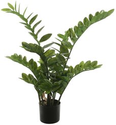 Замиокулькас d17 h61