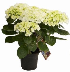 Гортензия d15