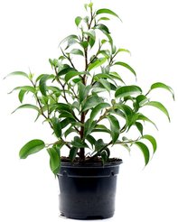 Фикус Бенджамина смесь D9 H10-20см