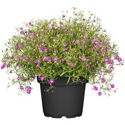 Гипсофила d12