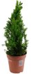 Ель канадская Glauca Conica d13