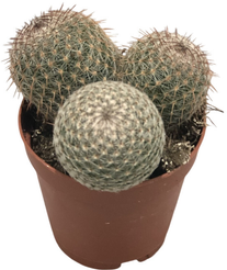 Нотокактус Скопа d5