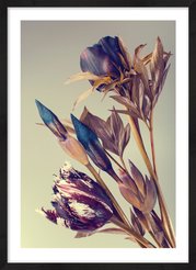 Картина в раме Тюльпаны и ирисы 50х70