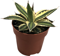 Агава Медиопикта d9