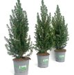 Ель glauca December d13 h35см