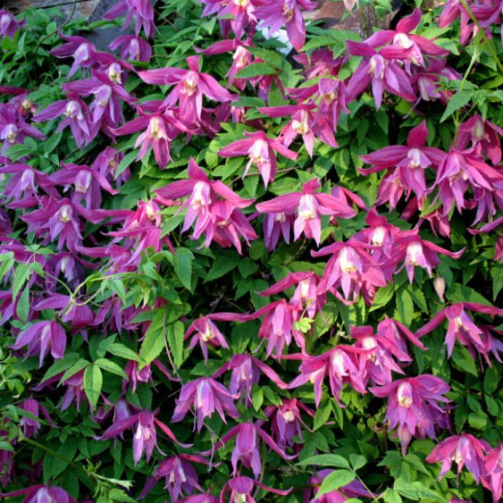Клематис альпийский Перпл Сюрпрайз (Clematis alpina Purple Surprise) 5-6 л конте