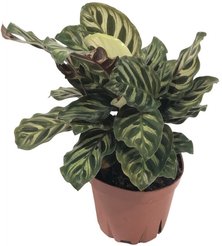 Калатея Макояна d12 в асс.